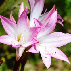 Menu Amaryllis Belladonna