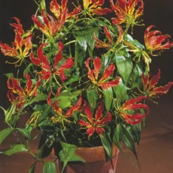 Menu Glory Lily -US Garden Plants Sales 2024 78121 glory lily 4