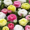 Menu Pastel Mix Tecolote® Ranunculus -US Garden Plants Sales 2024 78123 pastel ranunculus
