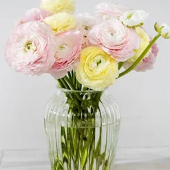 Menu Pastel Mix Tecolote® Ranunculus -US Garden Plants Sales 2024 78123 pastel ranunculus 2