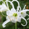 Menu Peruvian Daffodil Or Spider Flower -US Garden Plants Sales 2024 78124 peruvian daffodil