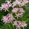 Menu Japanese Spider Lily -US Garden Plants Sales 2024 78125 japanese spider lily