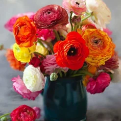 Menu Picotee Mix Tecolote® Ranunculus -US Garden Plants Sales 2024 78126 picotee ranunculus mixed