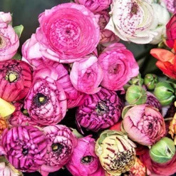 Menu Picotee Mix Tecolote® Ranunculus
