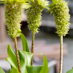 Menu Deer Resistant Container Garden Collection 19 Menu Deer Resistant Container Garden Collection -US Garden Plants Sales 2024 78127 pineapple lily 1