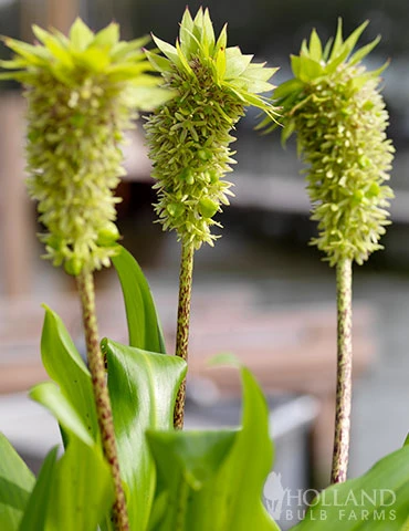 Menu Deer Resistant Container Garden Collection 11 Menu Deer Resistant Container Garden Collection - Image 9