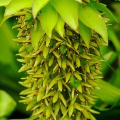 Menu Deer Resistant Container Garden Collection 18 Menu Deer Resistant Container Garden Collection -US Garden Plants Sales 2024 78127 pineapple lily 2 1