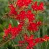 Menu Montbretia Or Crocosmia 2 Menu Montbretia Or Crocosmia -US Garden Plants Sales 2024 78128 montbretia