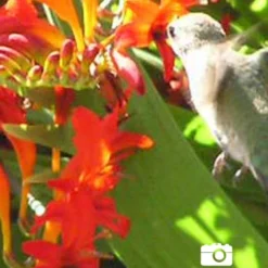 Menu Montbretia Or Crocosmia -US Garden Plants Sales 2024 78128 montbretia 2