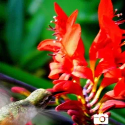 Menu Montbretia Or Crocosmia -US Garden Plants Sales 2024 78128 montbretia 3