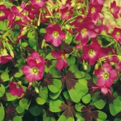 Menu Iron Cross (Oxalis)