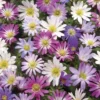 Menu Grecian Windflower- Anemone Blanda -US Garden Plants Sales 2024 78133 grecian windflower 2