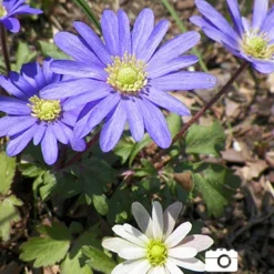 Menu Grecian Windflower- Anemone Blanda -US Garden Plants Sales 2024 78133 grecian windflower 3