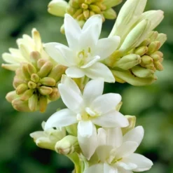 Menu Summer Moonlight Garden Flowers Collection -US Garden Plants Sales 2024 78140 the pearl double flowering tuberosa