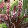 Menu Sparkling Burgundy Pineapple Lily -US Garden Plants Sales 2024 78144