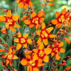 Menu Emily McKenzie Crocosmia