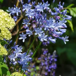 Menu Lily Of The Nile