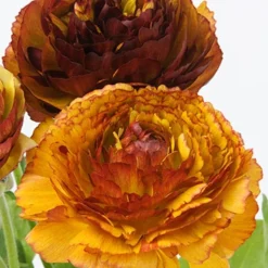 Menu Cafe Au Lait Ranunculus