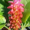 Menu Banrai Red Curcuma 1 Menu Banrai Red Curcuma -US Garden Plants Sales 2024 78169 banrai red curcuma 1