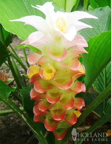 Menu Curcuma Collection 5 Menu Curcuma Collection - Image 3