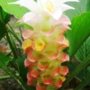 Menu Manee Siam Curcuma -US Garden Plants Sales 2024 78170 manee siam curcuma