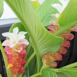 Menu Curcuma Collection 14 Menu Curcuma Collection -US Garden Plants Sales 2024 78170 manee siam curcuma 3 1