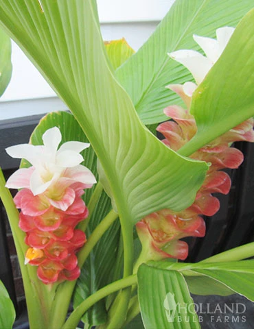 Menu Curcuma Collection 6 Menu Curcuma Collection - Image 4