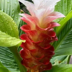 Menu Manee Siam Curcuma 8 Menu Manee Siam Curcuma -US Garden Plants Sales 2024 78170 manee siam curcuma 4
