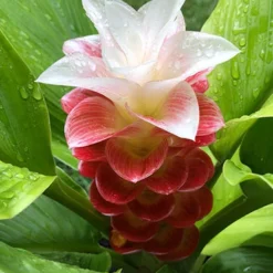 Menu Manee Siam Curcuma 9 Menu Manee Siam Curcuma -US Garden Plants Sales 2024 78170 manee siam curcuma 5