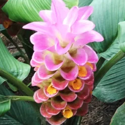 Menu Curcuma Collection 17 Menu Curcuma Collection -US Garden Plants Sales 2024 78171 sweet memory curcuma 1