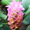 Menu Sweet Memory Curcuma -US Garden Plants Sales 2024 78171 sweet memory curcuma