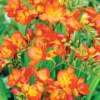 Menu Orange Freesia -US Garden Plants Sales 2024 78173 orange freesia