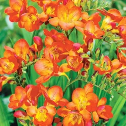 Menu Orange Freesia