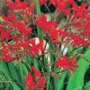 Menu Lucifer Crocosmia 1 Menu Lucifer Crocosmia -US Garden Plants Sales 2024 78178 lucifer crocosmia