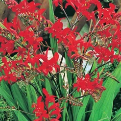 Menu Lucifer Crocosmia