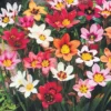 Menu Harlequin Flowers -US Garden Plants Sales 2024 78181 harlequin flowers