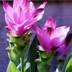 Menu Curcuma Collection 19 Menu Curcuma Collection -US Garden Plants Sales 2024 78182 sweet rosy curcuma 1