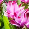 Menu Sweet Rosy Curcuma