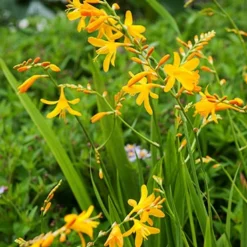 Menu Sunglow Crocosmia