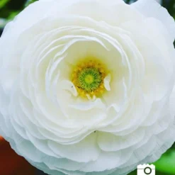 Menu Summer Bouquet Garden 20 Menu Summer Bouquet Garden -US Garden Plants Sales 2024 78185 rununculus mix 2 2