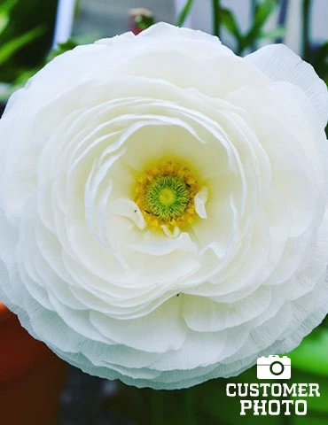 Menu Summer Bouquet Garden 8 Menu Summer Bouquet Garden - Image 6