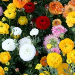 Menu Ranunculus Mix