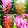 Menu Curcuma Collection 2 Menu Curcuma Collection -US Garden Plants Sales 2024 78187 curcuma collection