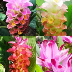 Menu Curcuma Collection
