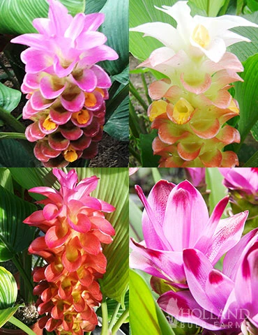 Menu Curcuma Collection 3 Menu Curcuma Collection