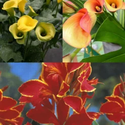 Menu Bridget's Sultry Sun Plant Trio