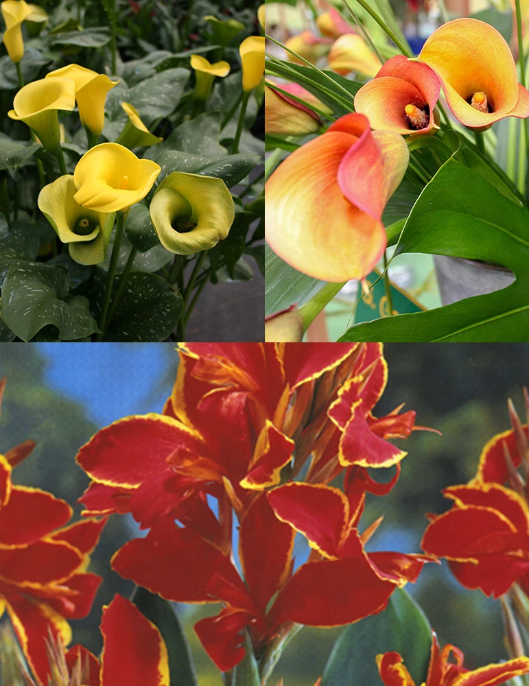 Menu Bridget's Sultry Sun Plant Trio 3 Menu Bridget's Sultry Sun Plant Trio