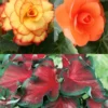 Menu Bridgets Apricot Shade Trio -US Garden Plants Sales 2024 79150 bridgets apricot shade trio