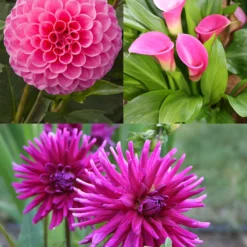 Menu Bridget's Purple Passion Trio