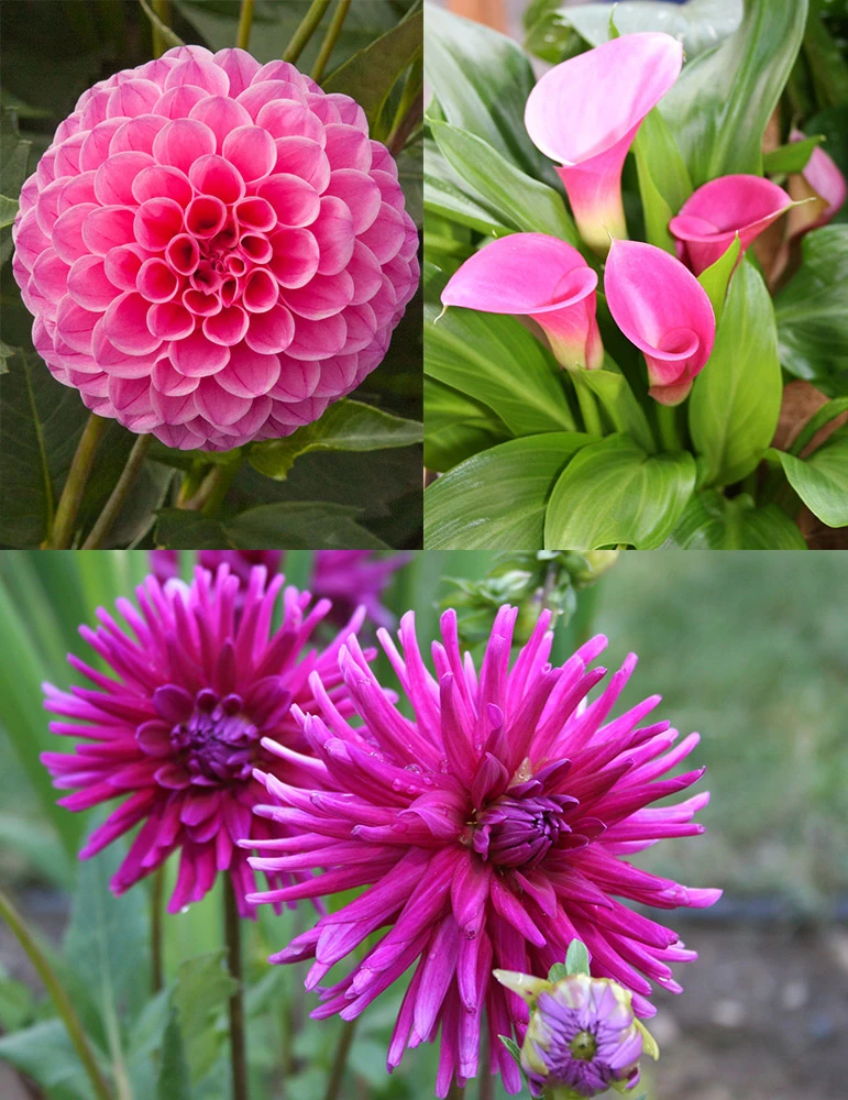 Menu Bridget's Purple Passion Trio 3 Menu Bridget's Purple Passion Trio